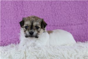 Mandy - Shichon for sale