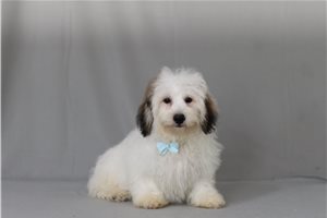 Maddox - Shichon for sale