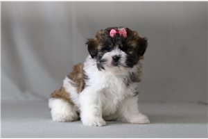 Sally - Shichon for sale