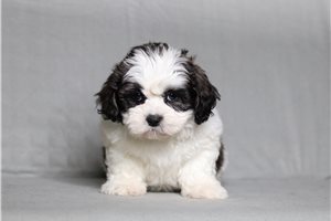 Enola - Shichon for sale