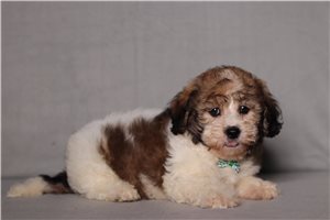 Conner - Shichon for sale