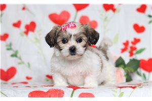 Emmy - Shichon for sale