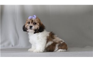 Sandra - Shichon for sale