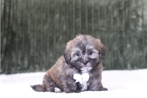 Gris - Shichon for sale