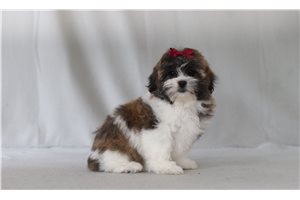 Sally - Shichon for sale