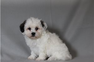 Felix - Shichon for sale
