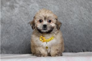 Pacino - Shichon for sale
