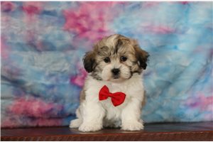 Roland - Shichon for sale