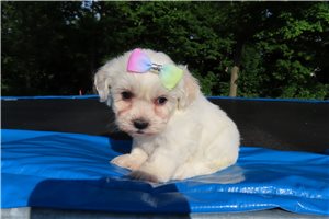 Betty - Shichon for sale