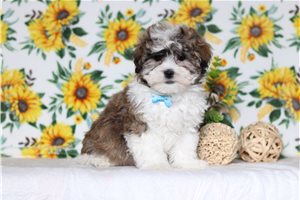 Peter - Shichon for sale