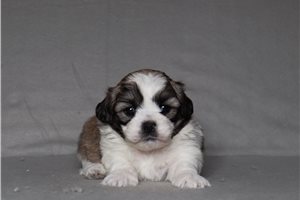 Elton - Shichon for sale