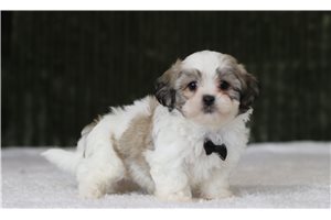Donald - Shichon for sale