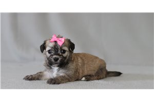 Goldie - Shichon for sale