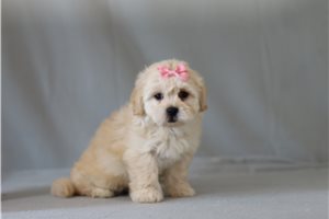 Vydett - Shichon for sale