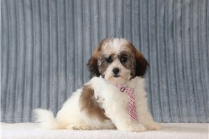 Tyler - Shichon for sale