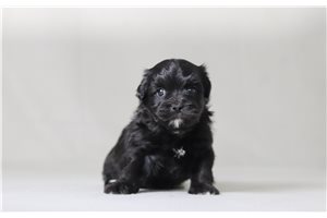 Virtus - Shichon for sale