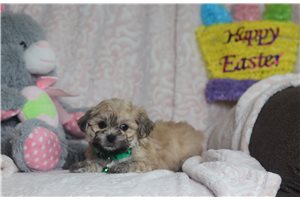 Pacino - Shichon for sale