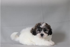 Foster - Shichon for sale