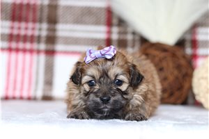 Paige - Shichon for sale