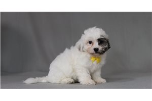 Tybalt - Shichon for sale