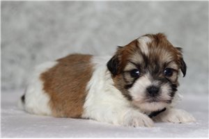 Earnest - Shichon for sale