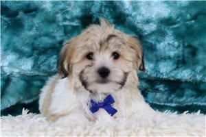 Randall - Shichon for sale
