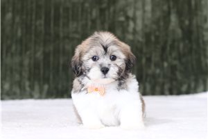 Gulliver - Shichon for sale