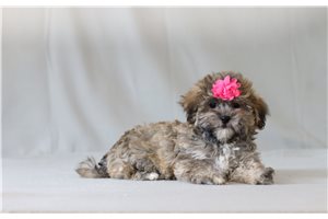 Teddy - Shichon for sale