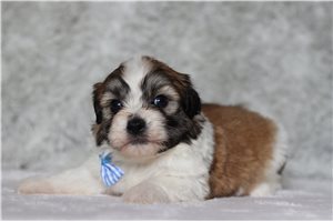 Edgar - Shichon for sale