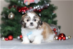 Ultrasonic - Shichon for sale