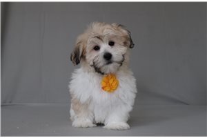 Randall - Shichon for sale