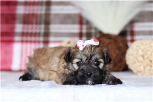 Paisley - Shichon for sale