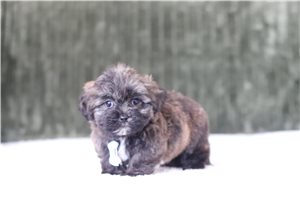 Gromit - Shichon for sale