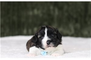 Dane - Shichon for sale