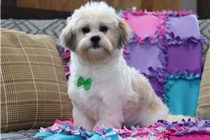 Kole - Shichon for sale