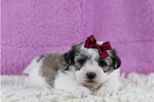 Francine - Shichon for sale