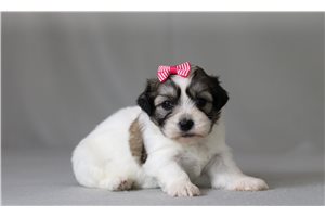 Rosita - Shichon for sale