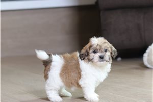 Earnest - Shichon for sale