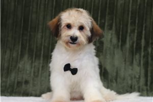 Tycho - Shichon for sale