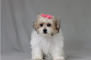 Mandy - Shichon for sale
