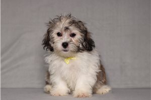Echo - Shichon for sale