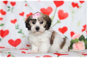 Estelle - Shichon for sale