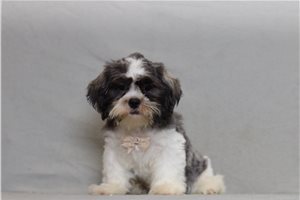 Emilio - Shichon for sale