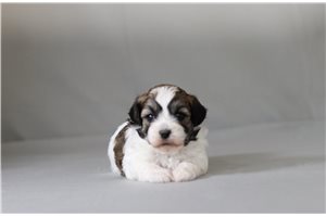 Tyler - Shichon for sale
