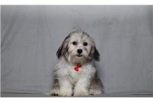 Echo - Shichon for sale