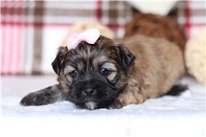 Paloma - Shichon for sale