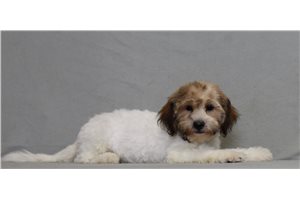 Tycho - Shichon for sale