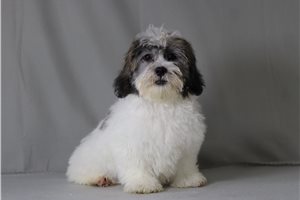 Foster - Shichon for sale