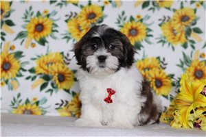 Ezra - Shichon for sale