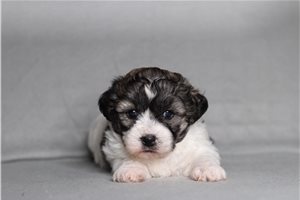 Caitlin - Shichon for sale